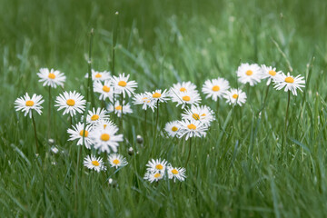Fototapeta premium White field daisies playfully peek out of tall green grass on a sunny summer day. close-up with selective focus. Summer wild flowers with white petals and a yellow center at the height of their bloom.