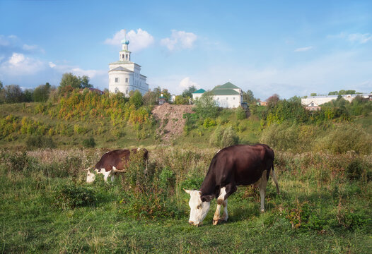 Rural pastoral picture with cows grazing peacefully on a green field, a white church on a high hill overgrown with vegetation and white clouds in a blue sky. Soft photo with Ural (Russia) nature
