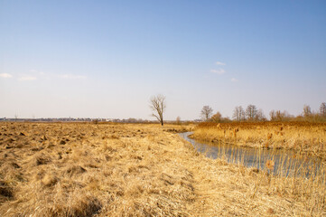 Obraz premium A lonely tree in a field. Spring landscape