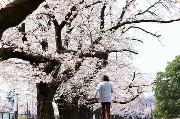 桜の中でジョギングするシニア女性（後ろ姿）