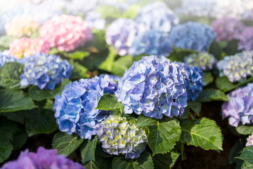 Spring and summer flower garden background, colorful Hydrangea flower garden, nature background