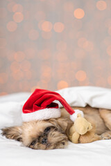 Fototapeta na wymiar Cute dog lying at home under the covers on the bed in a santa hat