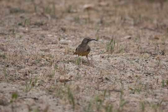 California Thrasher On The Ground