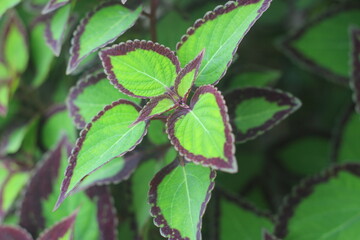 Closeup view of Coleus scutellarioides, commonly known as coleus and in Indonesia it is called miana or iler.