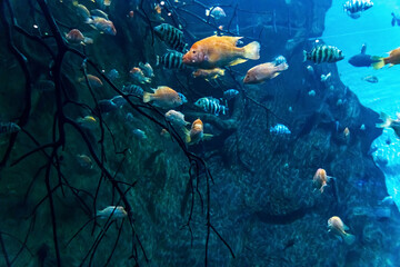 Fototapeta premium Animals of the underwater marine world. Ecosystem. Multicolored tropical fish. Life in a coral reef.