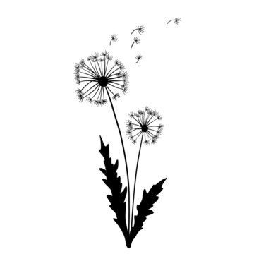 Dandelion grass, drawing, line art vector illustration.Spring plant isolated on white background