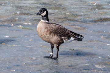 Aleutian Cackling Goose (Branta hutchinsii leucopareia) on lake