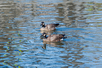 Aleutian Cackling Geese (Branta hutchinsii leucopareia) on lake
