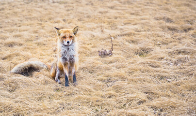 Red fox. A young mammal stands on a field under sunlight.