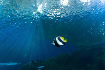 Animals of the underwater marine world. Ecosystem. Multicolored tropical fish. Life in a coral reef.