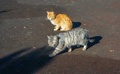 Homeless cats begging for food in winter. Problem of homeless, stray and abandoned animals. problem...