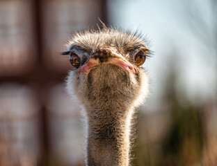 Head shot of an ostrich looking at camera. Ostrich Head frontal in Natural Environment.