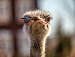 Tuinposter Head shot of an ostrich looking at camera. Ostrich Head frontal in Natural Environment. © Celt Studio