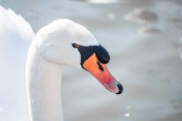 Portrait od elegant swan close up. Beautiful white swan on background of water. White swan with orange beak