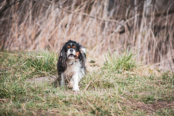 Dirty Cavalier dog in a field. Funny facial expression of a doggy in motion. Pet photography in the wilderness. Selective focus on the details, blurred background.