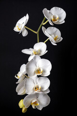 Close-up of beautiful white phalaenopsis orchid flowers on black background. Indoor plants, home decor. Selective focus.