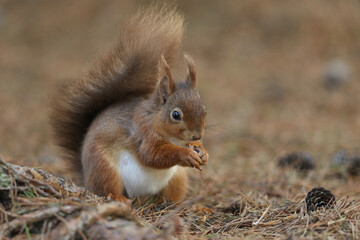 Naklejka na ściany i meble A foraging Red Squirrel, Sciurus vulgaris, sitting on the forest floor eating a nut.