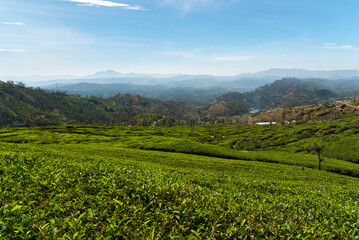 Fototapeta na wymiar Tea plantations on hills around Nuwara Eliya, Sri Lanka