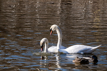 Mute Swans (Cygnus olor) in park