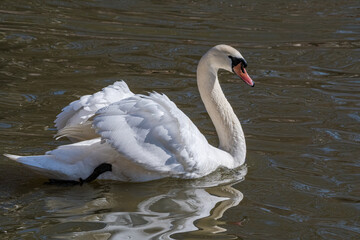 Fototapeta premium Mute Swans (Cygnus olor) in park