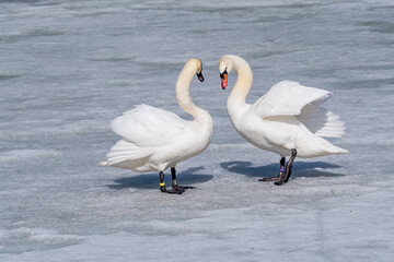 Mute Swans (Cygnus olor) in park