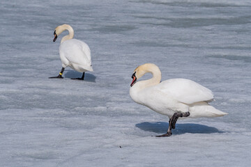 Mute Swans (Cygnus olor) in park
