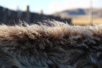 Cow's fur close-up 