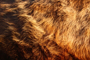 Grey cow's fur full frame 