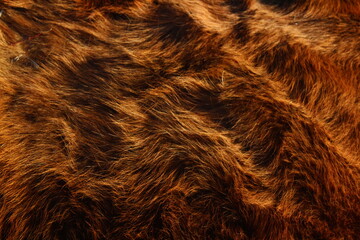 Cow's fur close-up 