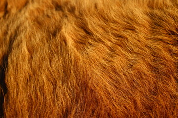brown fur texture