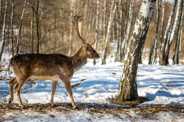 Naklejka na ściany i meble doe stands resting on dry grass in the forest, in a natural habitat. spring sunny weather. Dama dama a medium-sized deer common in Europe