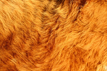 brown cow's fur texture