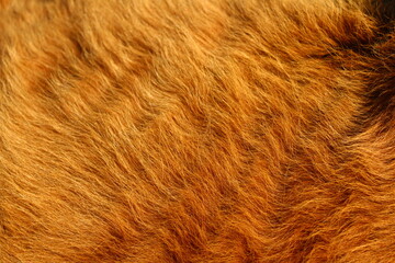 Red cow fur close-up 