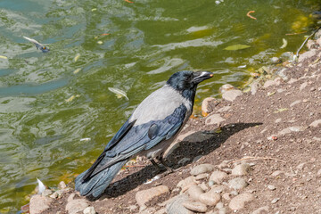 Hooded Crow (Corvus cornix) in park