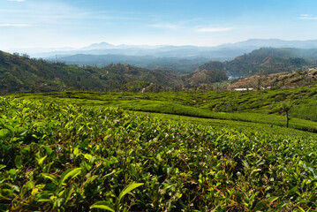 Fototapeta na wymiar Tea plantations on hills around Nuwara Eliya, Sri Lanka