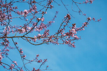 Cherry Blossoms in Sunny Spring