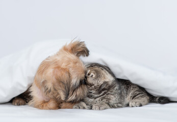 Cute Brussels Griffon puppy kisses tiny kitten under warm blanket on a bed at home
