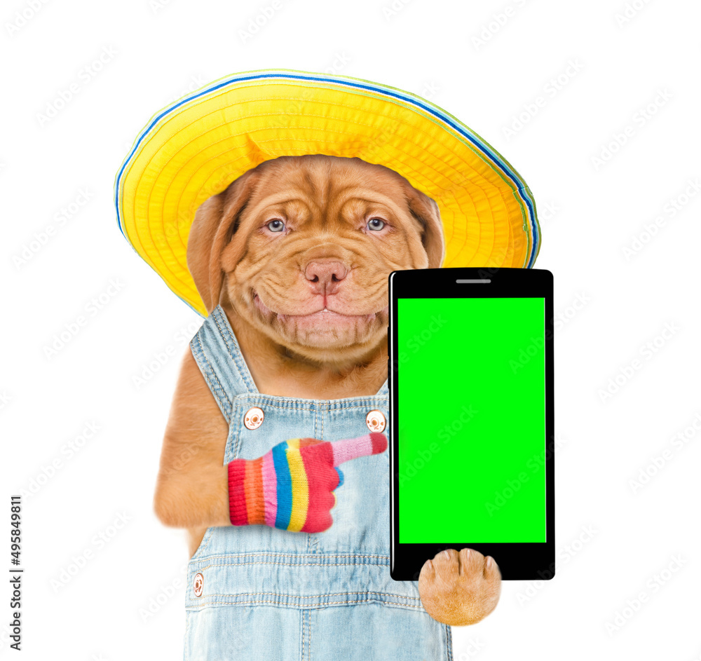 Poster Smiling puppy wearing summer hat and overalls points on smartphone with empty green screen. Isolated on white background
