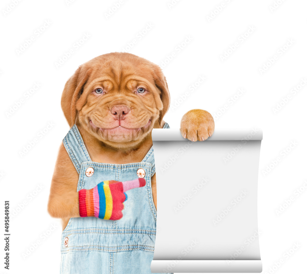 Poster Puppy wearing blue overalls points on empty list. Isolated on white background