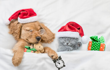 English Cocker spaniel puppy and tiny kitten wearing santa hat sleep together with gift box under white warm blanket on a bed at home. Top down view. Puppy hugs favorite toy bear