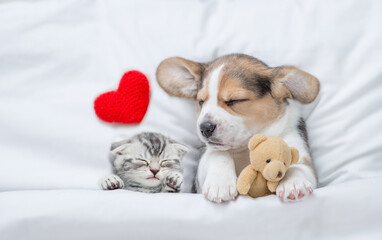 Lovely kitten and Beagle puppy sleep with red heart under a white blanket on a bed at home. Puppy...