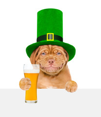 St. Patricks Day. Funny puppy wearing hat of the leprechaun holds beer above empty white banner....