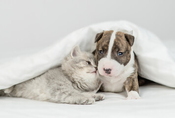 Cute kitten sniffs Miniature Bull Terrier puppy under warm blanket on a bed at home