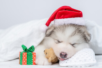 Fototapeta na wymiar Cute Alaskan malamute puppy wearing red santa hat sleeps with toy bear and gift box under warm blanket on a bed at home