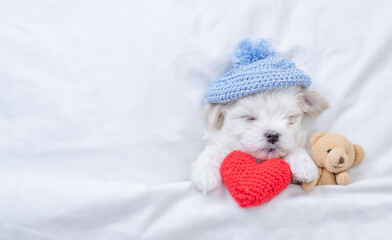 Cute white maltese puppy wearing tiny warm hat sleeps on a bed at home with red heart and toy bear....