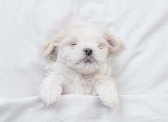 Tiny white Maltese puppy sleeps under warm blanket on a bed at home. Top down view
