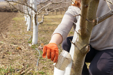 Girl whitewashing a tree trunk in a spring garden. Whitewash of spring trees, protection from insects and pests.
