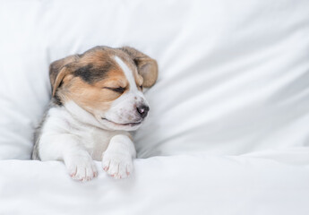 Cute Beagle puppy sleeps under warm blanket on a bed at home. Top down view. Empty space for text