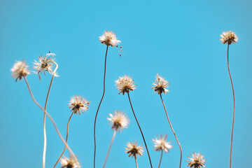 Dried tridax flowers in summer light against a blue sky background.