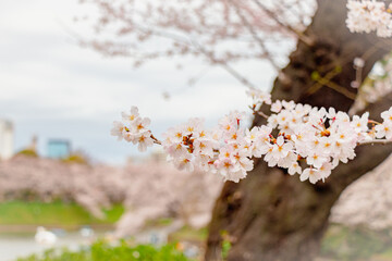 桜の木、桜、桜並木、千鳥ヶ淵、花見、お花見